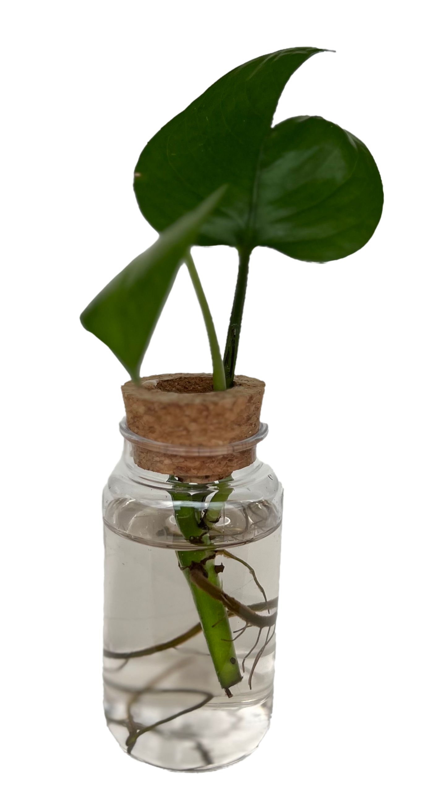 Propagation Station