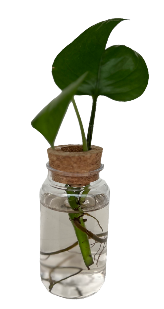 Propagation Station