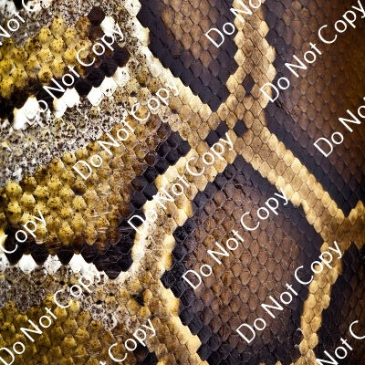 Adhesive Reptile PPV