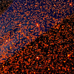 Oracal 851 Sparkling Glitter Metallic