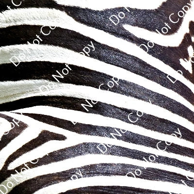 HTV Safari Animals PPV